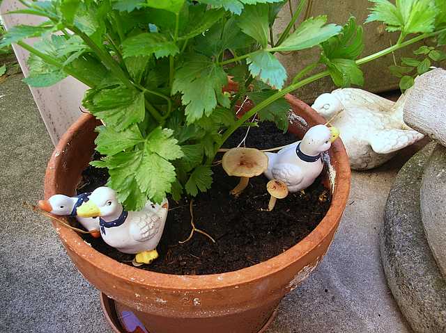 Pholiota spec. (cfr. Pholiota mixta)